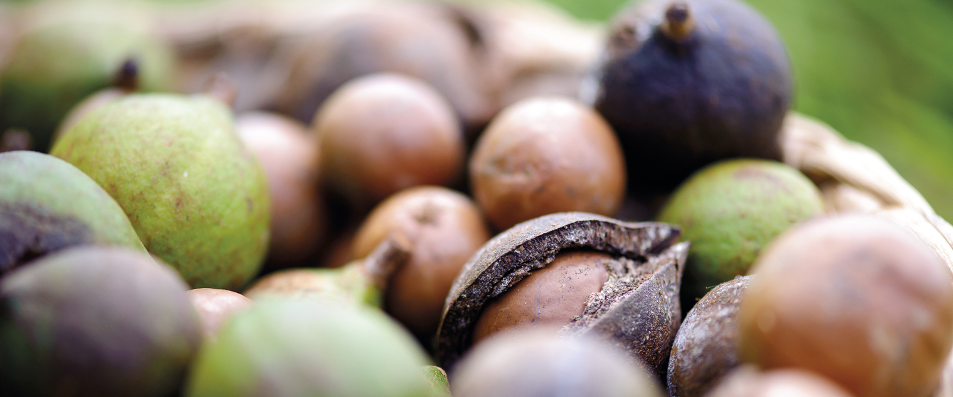 Macadamia nuts from local farms