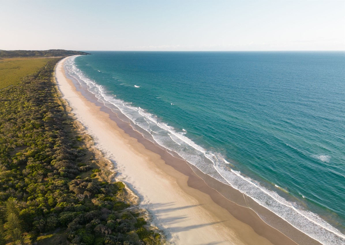 Beach with pandanus tree and breakwall