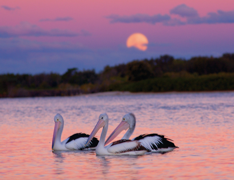 Pelicans at dusk