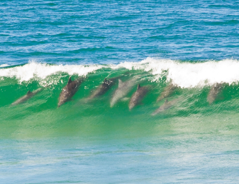 to Credit: Christopher Nott CN2480 PhotographyDolphins in the waves. Pho