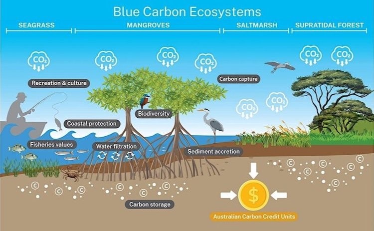 Blue Carbon on Primary Production Land