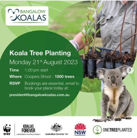 Koala trees Coopers Shoot