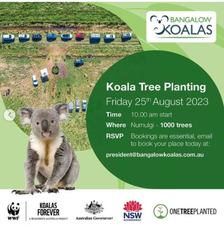 Koala trees Numulgi