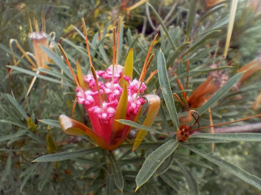 Lambertia formosa Mountain Devil Phil Jarman