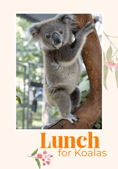 Lunch for koalas