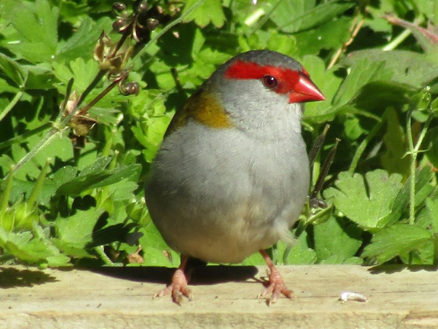 Red Browed Firetail Phil Jarman