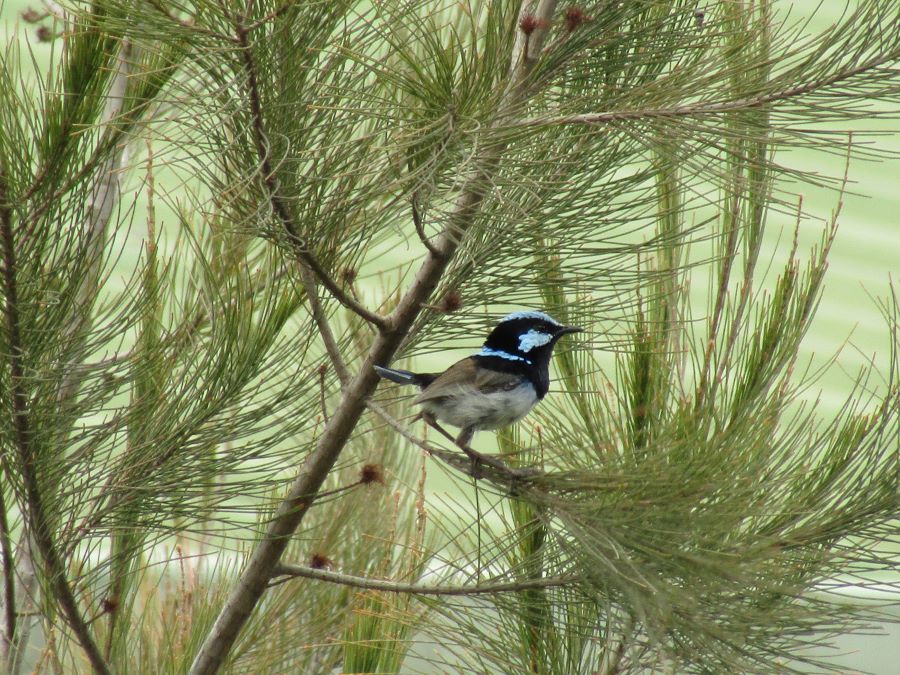 Superb Blue Wren 30 Oct 2019 IMG 2592 Phil Jarman