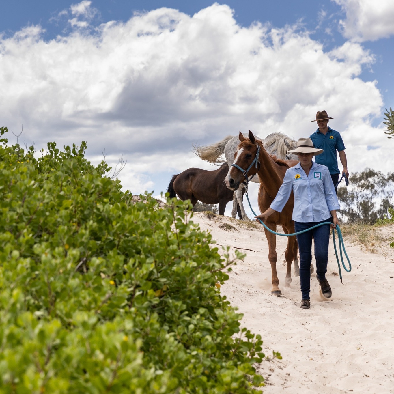 beach horses