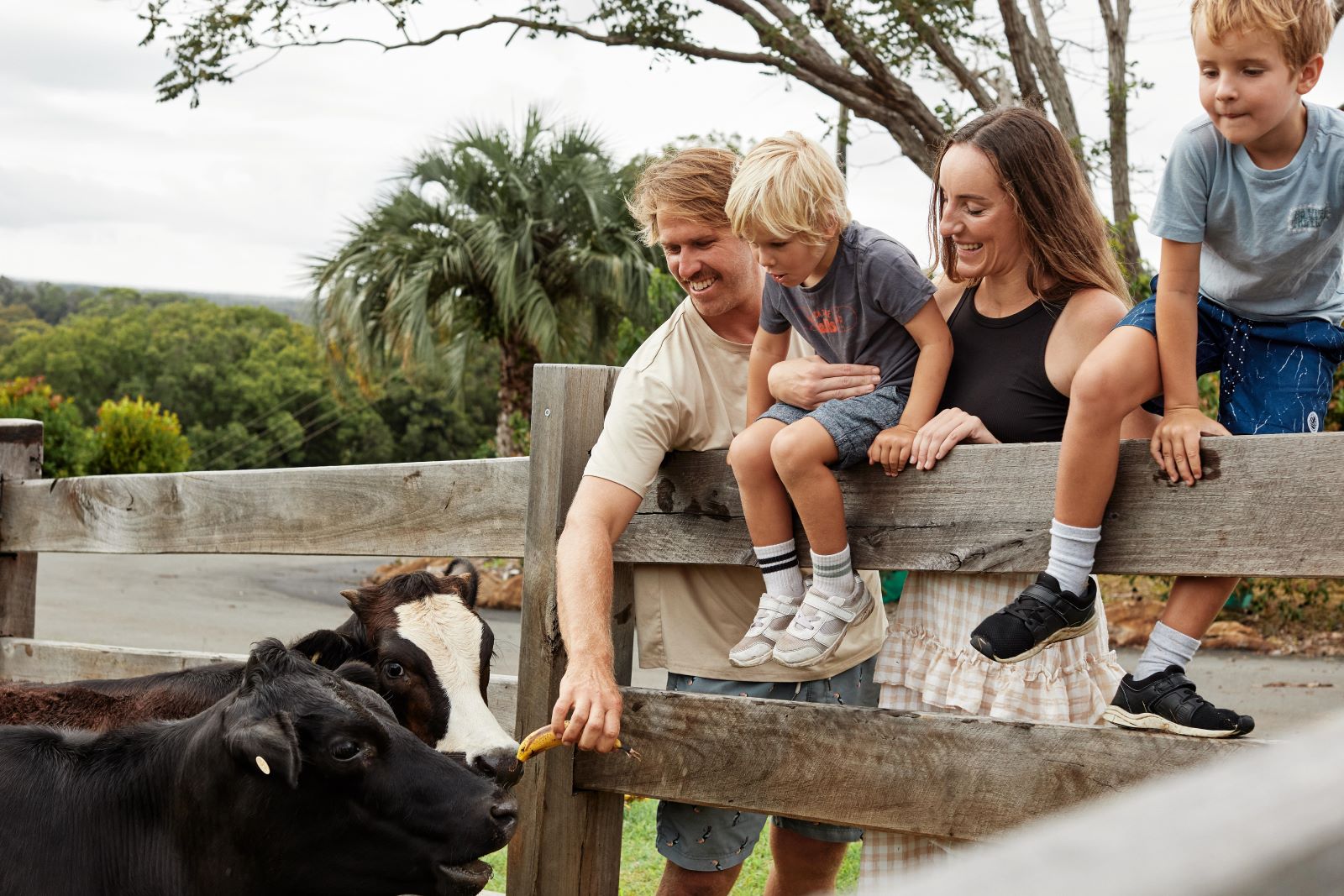 Family Feeding Cows