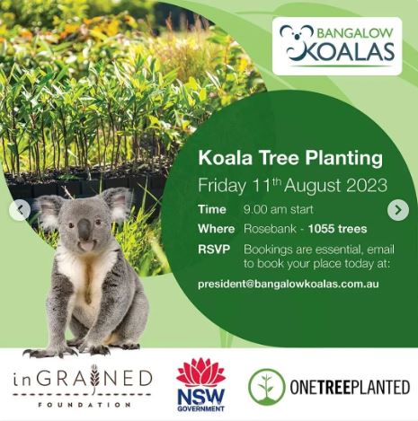 koala trees rosebank