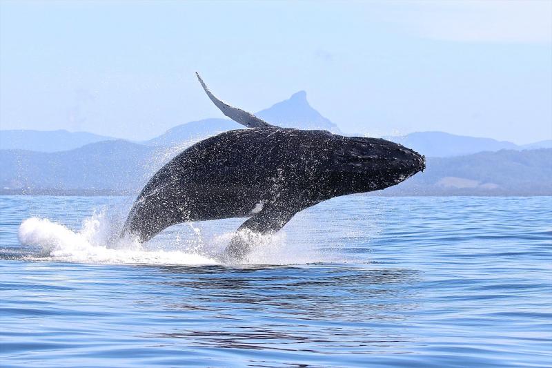 Blue Bay Whale Watching - Blue Bay Divers | Discover Ballina